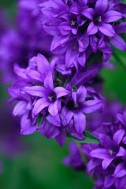 Image result for Campanula moesiaca