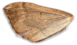 Attēlu rezultāti vaicājumam “Pelurga comitata”