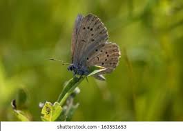 Attēlu rezultāti vaicājumam “Maculinea alcon underside”