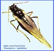 Attēlu rezultāti vaicājumam “Aphididae”