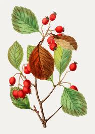 Attēlu rezultāti vaicājumam “Crataegus submollis”