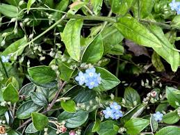 Attēlu rezultāti vaicājumam “Myosotis micrantha”