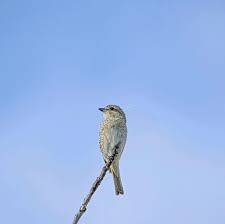 Attēlu rezultāti vaicājumam “Lanius collurio female”