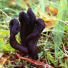 Attēlu rezultāti vaicājumam “Geoglossum sp.”