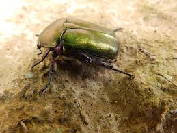 Attēlu rezultāti vaicājumam “Potosia cuprea”