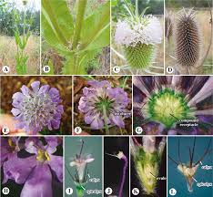 Attēlu rezultāti vaicājumam “Caprifoliaceae”