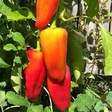 Afbeeldingsresultaat voor marconi golden sweet pepper