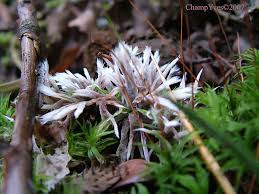 Attēlu rezultāti vaicājumam “Thelephora penicillata”