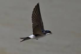 Attēlu rezultāti vaicājumam “Delichon urbicum adult”