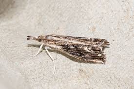 Attēlu rezultāti vaicājumam “Catoptria verellus”