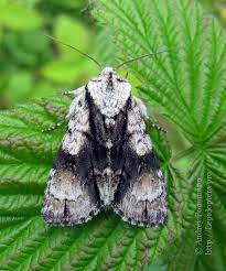 Attēlu rezultāti vaicājumam “Acronicta alni larva”