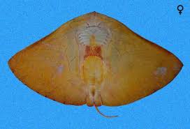 Image result for Gymnura micrura