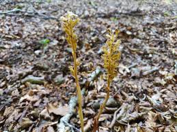 Attēlu rezultāti vaicājumam “Neottia nidus-avis bud”