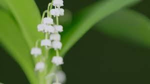 Attēlu rezultāti vaicājumam “Convallaria majalis bud”