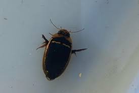 Attēlu rezultāti vaicājumam “Hydaticus transversalis”