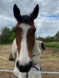 Image result for Greenways Riding Stable Lower Eashing