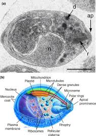 Attēlu rezultāti vaicājumam “Lycogala botrydium plasmodium”