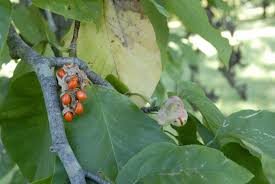 Attēlu rezultāti vaicājumam “Magnolia acuminata fruit”
