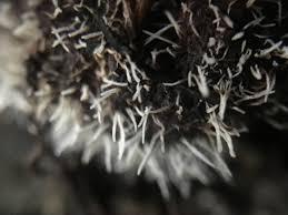 Attēlu rezultāti vaicājumam “Tilachlidium brachiatum”