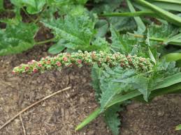 Attēlu rezultāti vaicājumam “Chenopodium acerifolium”