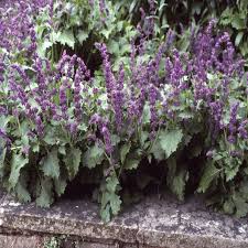 Attēlu rezultāti vaicājumam “Salvia verticillata”