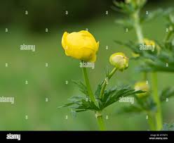 Attēlu rezultāti vaicājumam “Trollius europaeus bud”