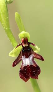 Attēlu rezultāti vaicājumam “Ophrys insectifera”
