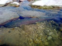 Image result for Salmo marmoratus