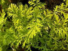 Image result for Tanacetum vulgare