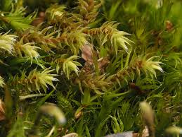 Attēlu rezultāti vaicājumam “Hedwigia ciliata sporophyte”