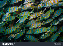 Image result for Haemulon aurolineatum