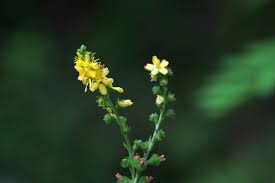Attēlu rezultāti vaicājumam “Agrimonia pilosa bud”