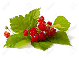 Attēlu rezultāti vaicājumam “Rubus saxatilis fruit”