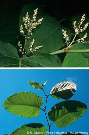Attēlu rezultāti vaicājumam “Reynoutria sachalinensis flower”