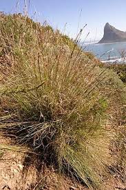 Attēlu rezultāti vaicājumam “Schoenus ferrugineus”