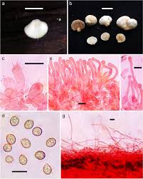 Attēlu rezultāti vaicājumam “Crepidotus versutus”