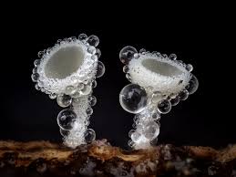 Attēlu rezultāti vaicājumam “Lachnum virgineum”