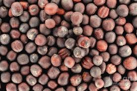 Attēlu rezultāti vaicājumam “Brassica napus”