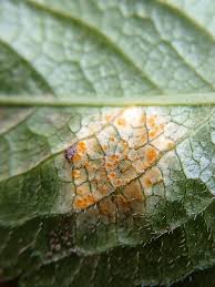 Attēlu rezultāti vaicājumam “Melampsora populnea”