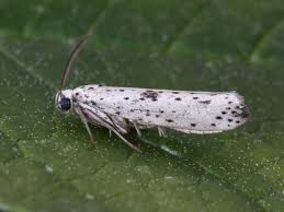 Attēlu rezultāti vaicājumam “Yponomeuta plumbella”