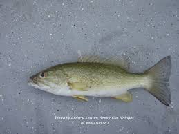Image result for Micropterus dolomieu