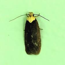 Attēlu rezultāti vaicājumam “Depressaria depressana”