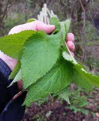 Attēlu rezultāti vaicājumam “Stachys sylvatica leaf”