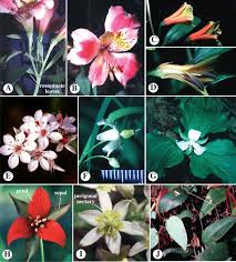 Attēlu rezultāti vaicājumam “Liliaceae”