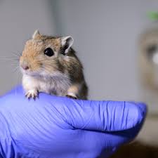 Image result for Gerbil