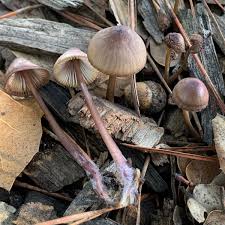 Attēlu rezultāti vaicājumam “Mycena purpureofusca”