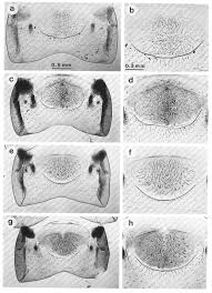 Attēlu rezultāti vaicājumam “Ectobius sylvestris female”