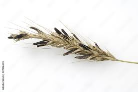 Attēlu rezultāti vaicājumam “Claviceps purpurea”