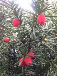 Attēlu rezultāti vaicājumam “Taxus baccata female flower”