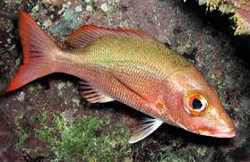 Image result for Lutjanus mahogoni